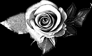 Розы - картинки для гравировки